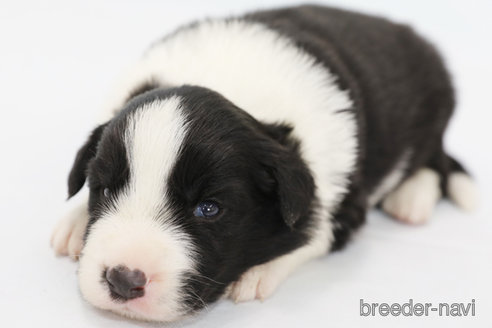 成約済の神奈川県のボーダーコリー-310795の7枚目